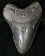Massive Megalodon Tooth With Serrations #16396-1